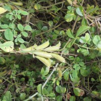 Crotalaria clavata Wight & Arn.